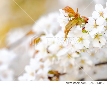 Spring in full bloom, beautifully blooming cherry blossoms 76586842