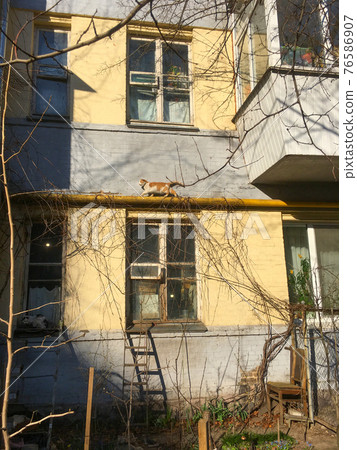 old building yard cats Kiev old building yard cats Kiev 76586907