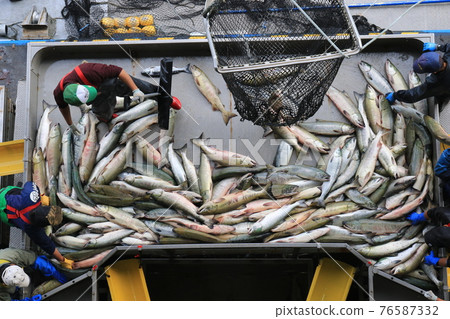 Landing of autumn salmon (Utoro Fishing Port, Hokkaido) Landing of autumn salmon (Utoro Fishing Port, Hokkaido) 76587332
