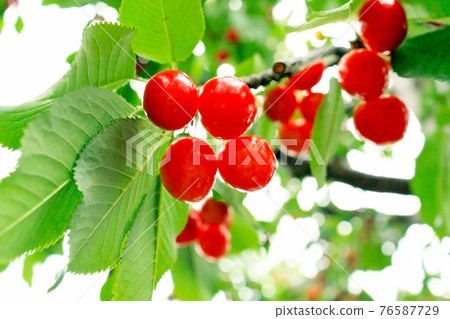 <Fruit picking image> Bright cherries made of trees 76587729