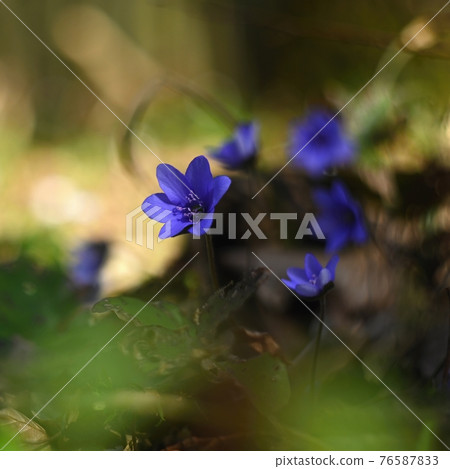 Spring flower. Beautiful blooming first small flowers in the forest. Hepatica. (Hepatica nobilis) Spring flower. Beautiful blooming first small flowers in the forest. Hepatica. (Hepatica nobilis) 76587833