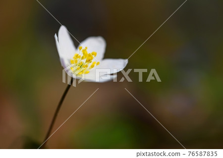 Spring white flowers in the grass Anemone (Isopyrum thalictroides) Spring white flowers in the grass Anemone (Isopyrum thalictroides) 76587835