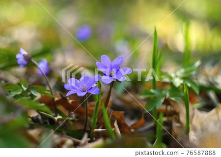 Spring flower. Beautiful blooming first small flowers in the forest. Hepatica. (Hepatica nobilis) Spring flower. Beautiful blooming first small flowers in the forest. Hepatica. (Hepatica nobilis) 76587888