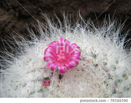 開花在白色刺的逗人喜愛的仙人掌花 76588390