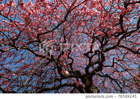 <Kanagawa Prefecture> Umebayashi in Okurayama <Kanagawa Prefecture> Umebayashi in Okurayama 76589245