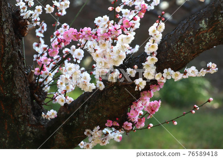 <Kanagawa Prefecture> Umebayashi in Okurayama <Kanagawa Prefecture> Umebayashi in Okurayama 76589418