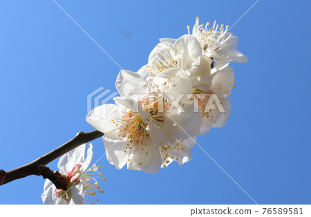 <Kanagawa Prefecture> Umebayashi in Okurayama <Kanagawa Prefecture> Umebayashi in Okurayama 76589581