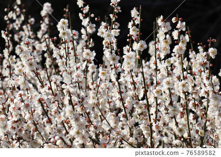 <神奈川縣> 大倉山梅林 76589582