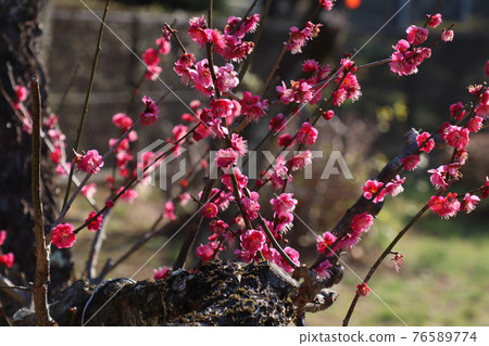 <Kanagawa Prefecture> Umebayashi in Okurayama <Kanagawa Prefecture> Umebayashi in Okurayama 76589774