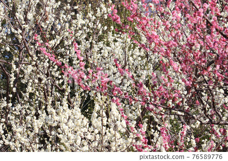 <Kanagawa Prefecture> Umebayashi in Okurayama <Kanagawa Prefecture> Umebayashi in Okurayama 76589776