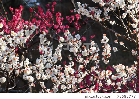 <Kanagawa Prefecture> Umebayashi in Okurayama <Kanagawa Prefecture> Umebayashi in Okurayama 76589778