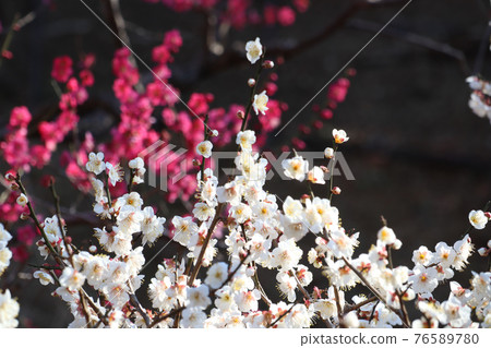 <Kanagawa Prefecture> Umebayashi in Okurayama <Kanagawa Prefecture> Umebayashi in Okurayama 76589780
