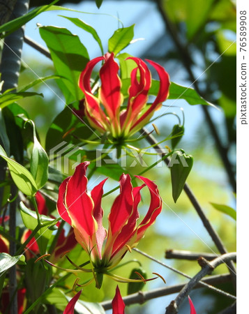 Gloriosa(原產於熱帶亞洲和非洲的秋季番紅花植物) Gloriosa(原產於熱帶亞洲和非洲的秋季番紅花植物) 76589908