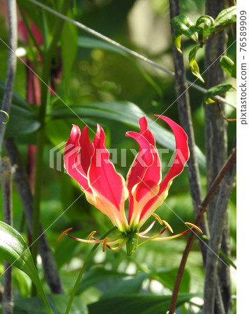 Gloriosa(原產於熱帶亞洲和非洲的秋季番紅花植物) Gloriosa(原產於熱帶亞洲和非洲的秋季番紅花植物) 76589909