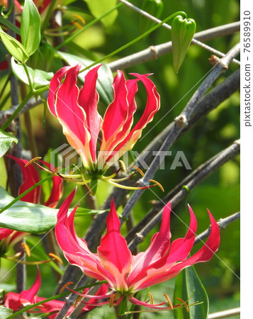 Gloriosa（原產於熱帶亞洲和非洲的秋季番紅花植物） 76589910