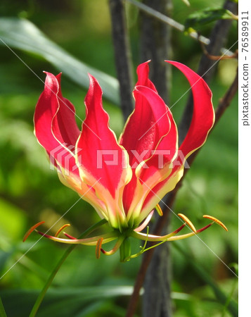 Gloriosa(原產於熱帶亞洲和非洲的秋季番紅花植物) Gloriosa(原產於熱帶亞洲和非洲的秋季番紅花植物) 76589911