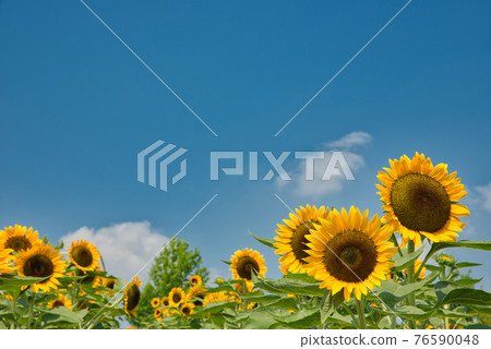 Blue sky and sunflower 76590048