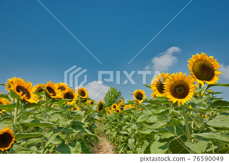 Blue sky and sunflower 76590049