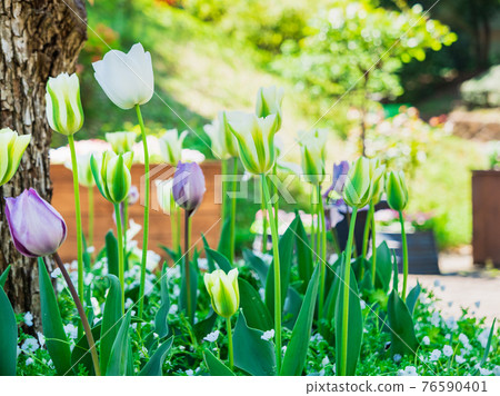 Garden with spring flowers 76590401
