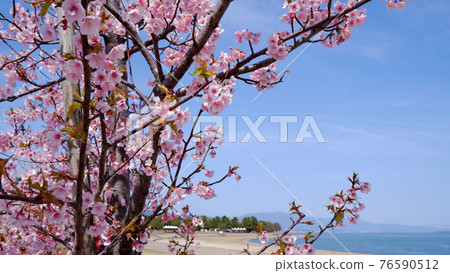 湖濱渚公園的河津櫻花 湖濱渚公園的河津櫻花 76590512