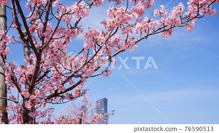 湖濱渚公園的河津櫻花 湖濱渚公園的河津櫻花 76590513