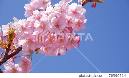 Kawazu cherry blossoms in Lakeside Nagisa Park 76590514