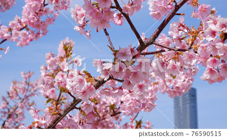 湖濱渚公園的河津櫻花 76590515