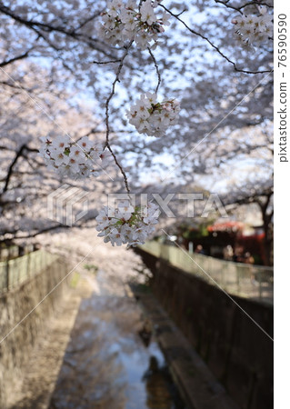 春天小溪邊盛開的可愛粉紅櫻花 76590590