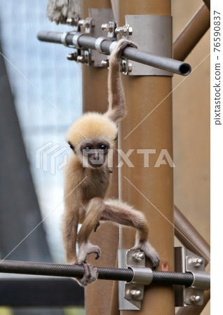Asahiyama Zoo Lar gibbon baby Asahiyama Zoo Lar gibbon baby 76590837