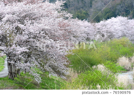 【兵庫縣三田市】沿河一排櫻花樹 76590976