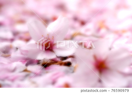 [兵庫縣神戶市]櫻花花瓣飄落的地毯 76590979