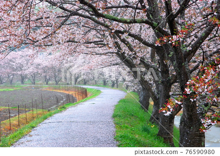 [Miki City, Hyogo Prefecture] A row of cherry blossom trees 76590980