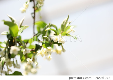 軟糖花 軟糖花 76591072