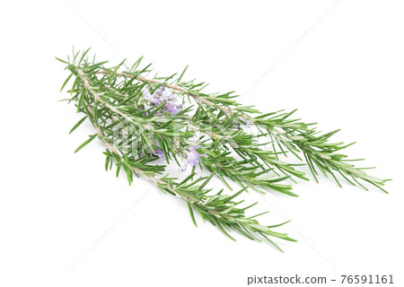 Rosemary sprig flowering isolated on white background. Aromatic evergreen shrub 76591161