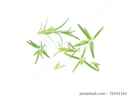 Rosemary sprig flowering isolated on white background. Aromatic evergreen shrub Rosemary sprig flowering isolated on white background. Aromatic evergreen shrub 76591162