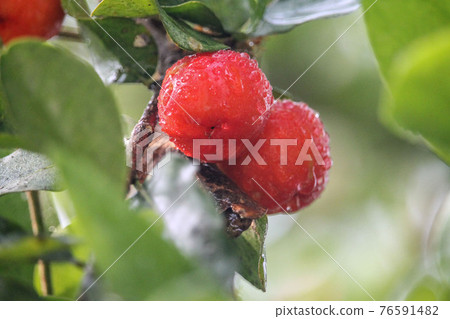 Fresh small red organic brazillian acerola cherry fruit (Malpighia Glabra) with green leaves. Fresh organic Acerola cherry on the tree, High vitamin C and antioxidant fruits. Fresh small red organic brazillian acerola cherry fruit (Malpighia Glabra) with green leaves. Fresh organic Acerola cherry on the tree, High vitamin C and antioxidant fruits. 76591482