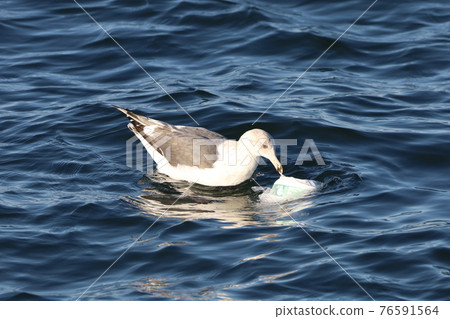 A seagull poking garbage in a plastic shopping bag floating in the sea 76591564