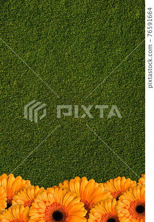 single flower orange gerbera on green background of green grass 76591664