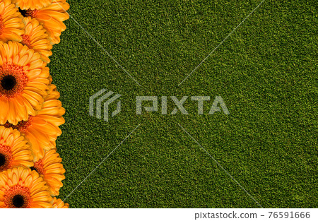 flowers orange gerbera on green background of green grass 76591666