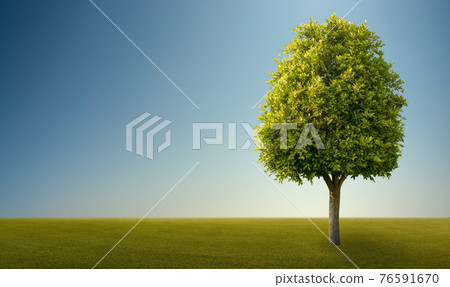Green field with lonely tree 76591670