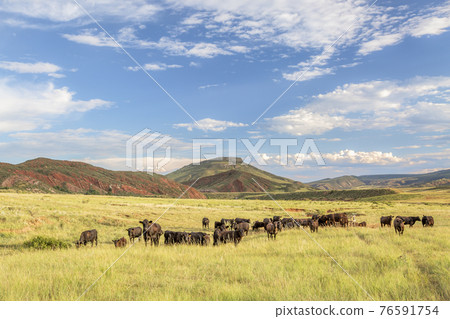 Open range cattle in Colorado 76591754
