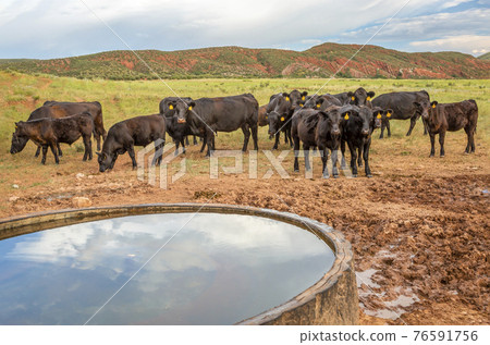 Open range cattle in Colorado Open range cattle in Colorado 76591756
