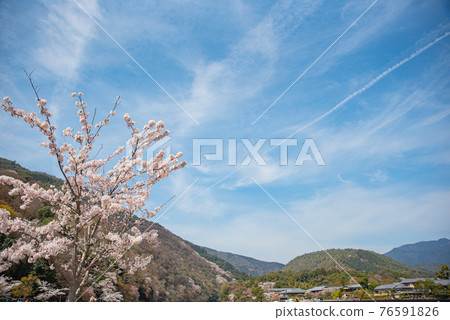 春天的嵐山櫻花 春天的嵐山櫻花 76591826