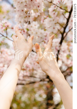 女人的手和伸向天空的櫻花 76591875