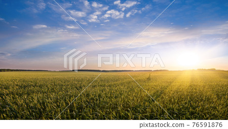 wheat field on beautifull sunset 76591876