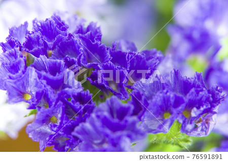 這是一張紫色長焦的特寫照片,學名是Limonium sinuatum。 這是一張紫色長焦的特寫照片,學名是Limonium sinuatum。 76591891
