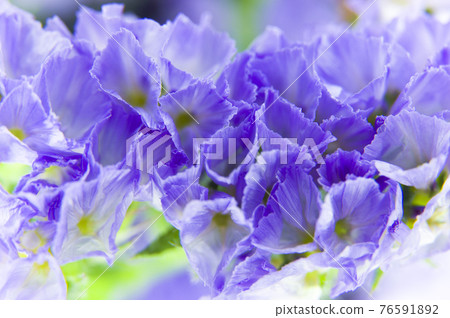It is a close-up photograph of purple statice. The scientific name is Limonium sinuatum. 76591892