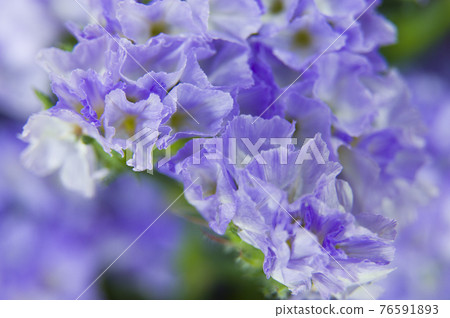 It is a close-up photograph of purple statice. The scientific name is Limonium sinuatum. It is a close-up photograph of purple statice. The scientific name is Limonium sinuatum. 76591893