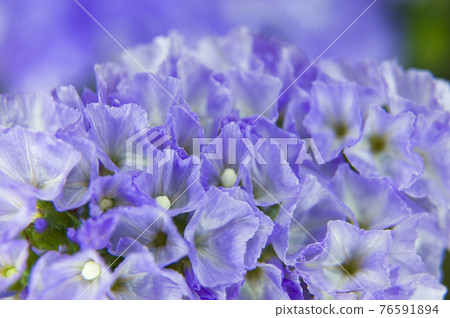 It is a close-up photograph of purple statice. The scientific name is Limonium sinuatum. It is a close-up photograph of purple statice. The scientific name is Limonium sinuatum. 76591894