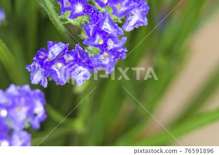 It is a close-up photograph of purple statice. The scientific name is Limonium sinuatum. It is a close-up photograph of purple statice. The scientific name is Limonium sinuatum. 76591896